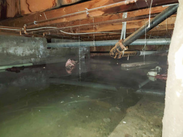 Best Mold removal after water damage  in Tabor City, NC